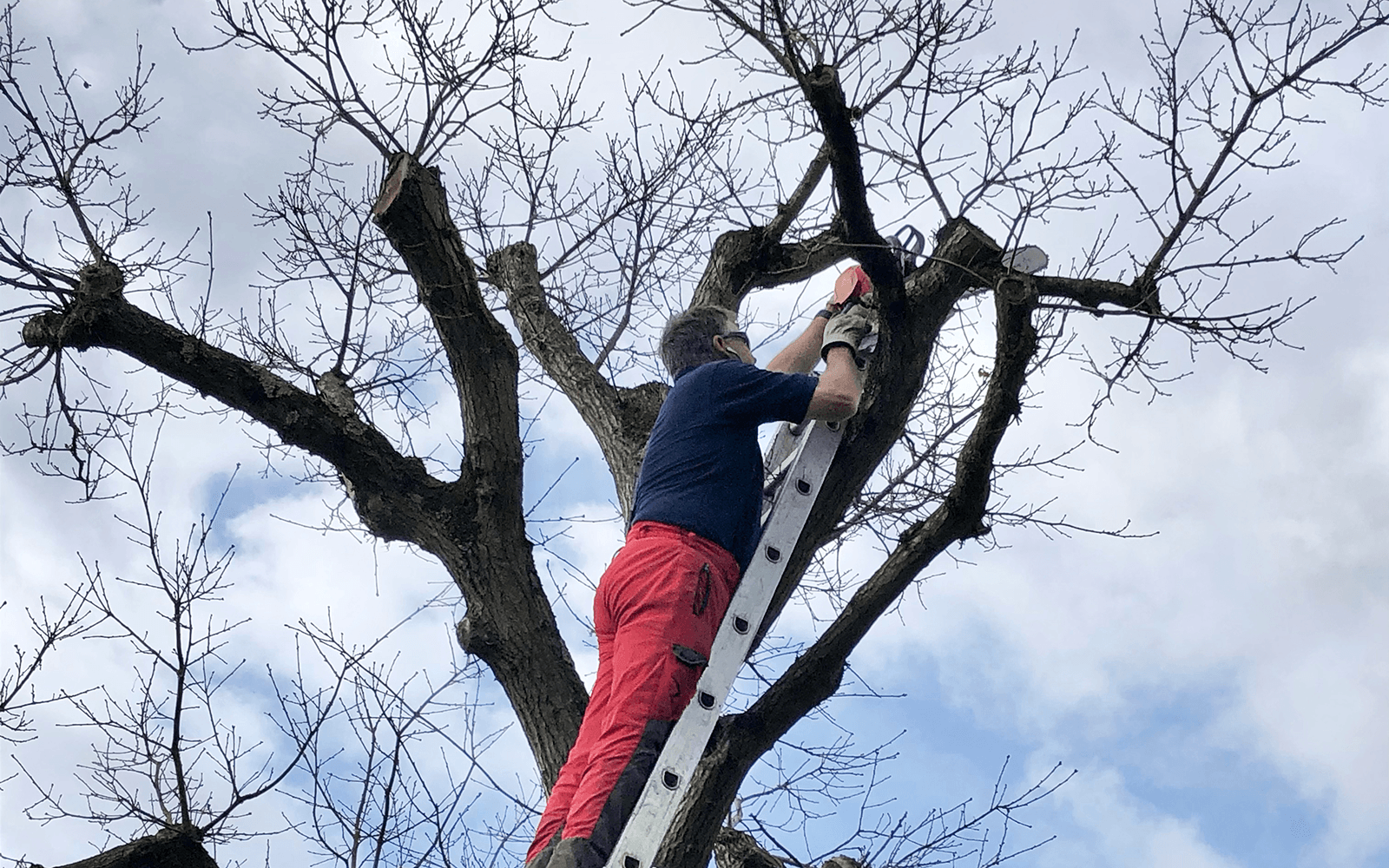 JVM Tree Surgery Work