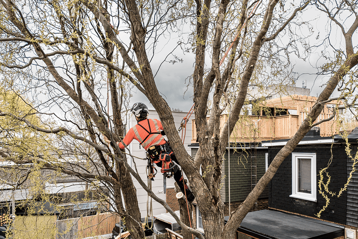 Welcome to JVM Tree Surgery