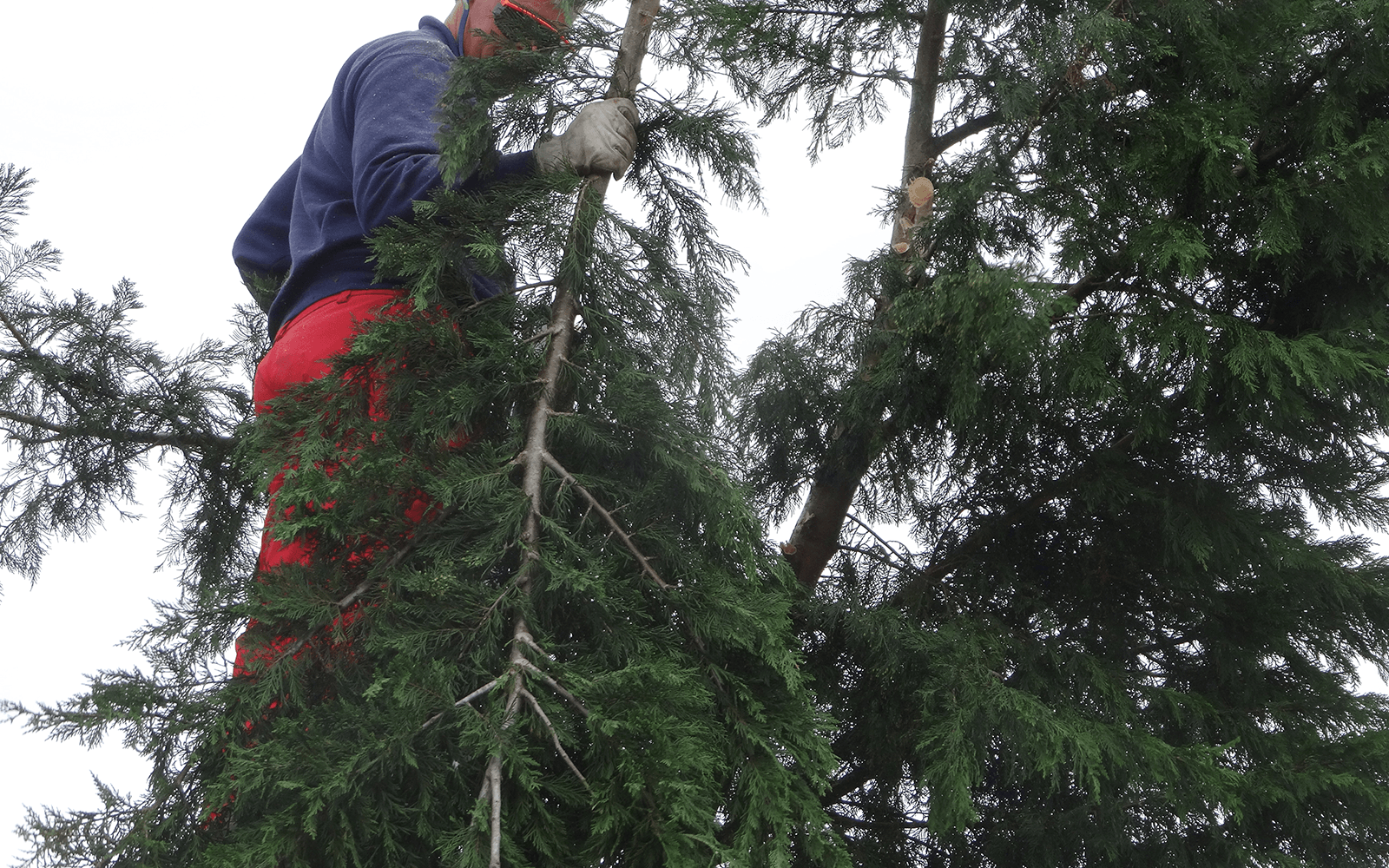 JVM Tree Surgery Work